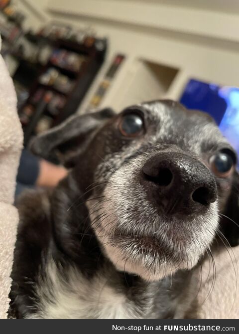 My dog Puck, he's the epitome of goofy