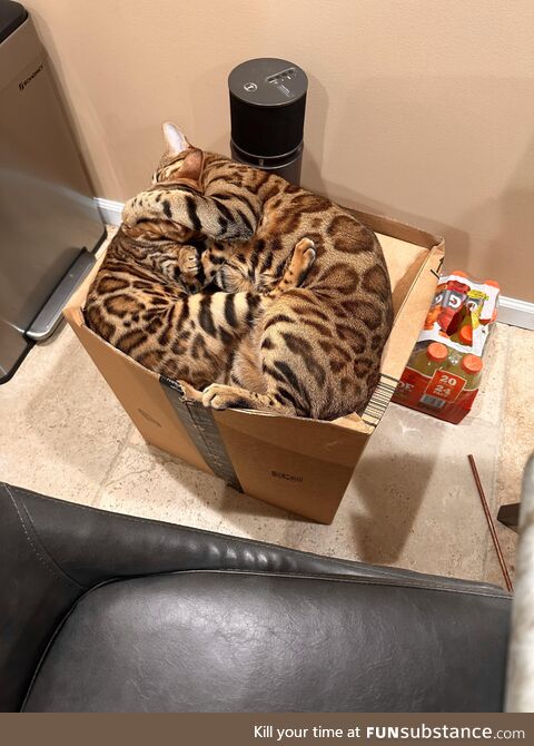 Hoomans call these boxes, we call them life!!!