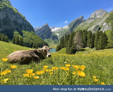 Even the cows in Switzerland like to show off!