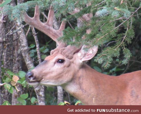 Wife took this photo, she pointed out that the base of the antlers looks like cat paws