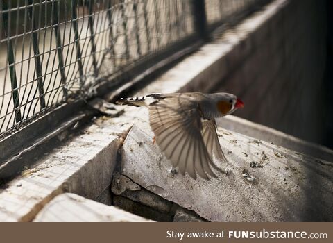 Zebra finch in flight close up