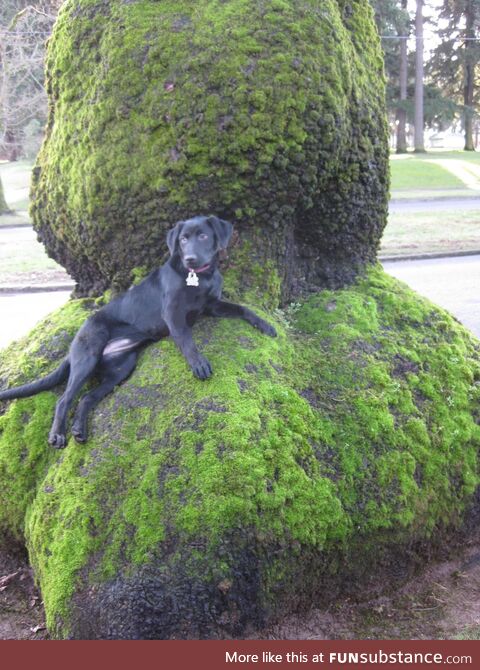 So I lose my dog then find her doing this… WTH