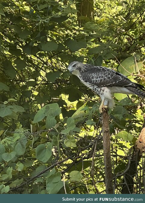 PIC: Going to pick up my Dad and I saw this buddy. Sorry for the poor framing…