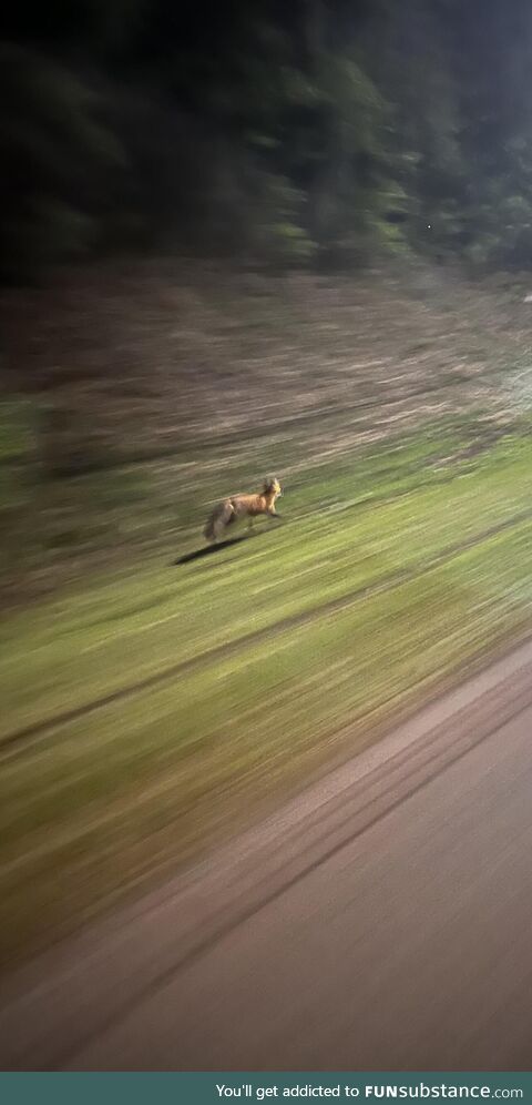 Caught a pic of a fox driving home. No editing at all and it looks like a painting