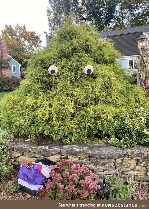 My neighbors put their (very low effort) Halloween decorations out ????