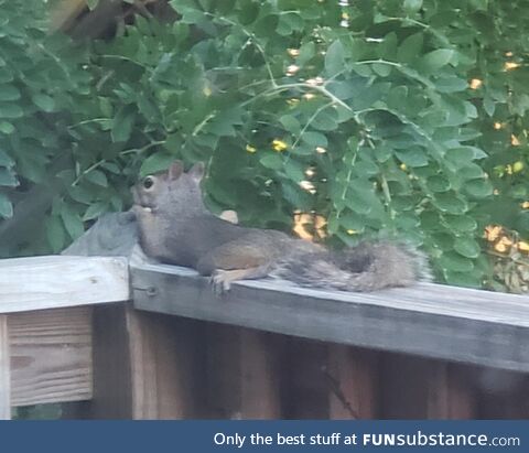 Squirrel 'hiding from me after I scared it away from the bird feeder