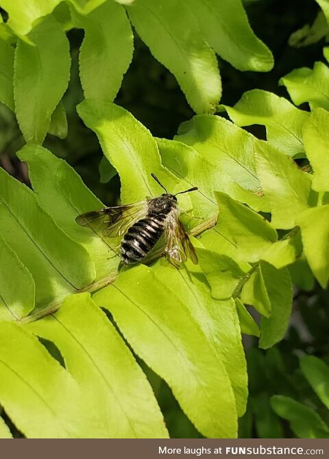 [OC] Super nifty bee I found while sitting out in the garden <3