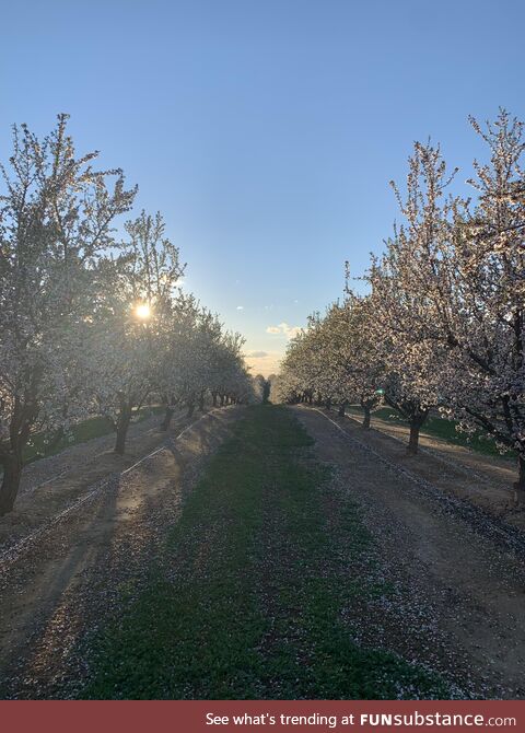 (OC) Almond trees in bloom. California