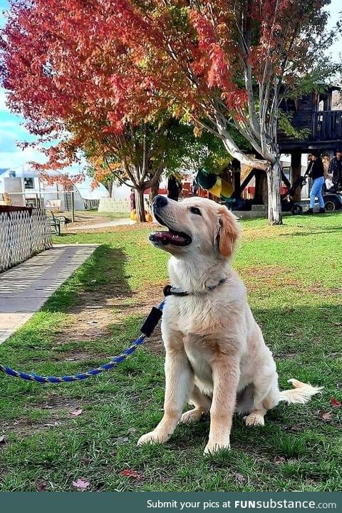 Fall vibes (and a puppy!)