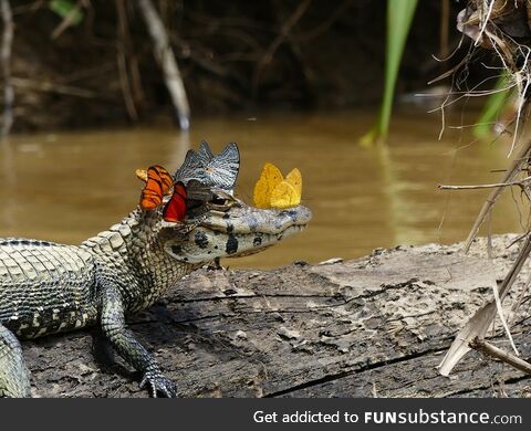 Caiman Covered in Butterflys