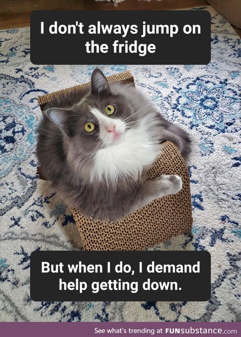My cat struck a familiar pose