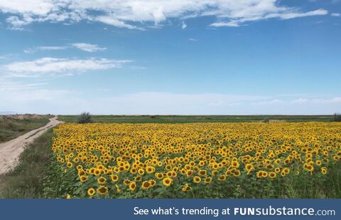 Sunflower field