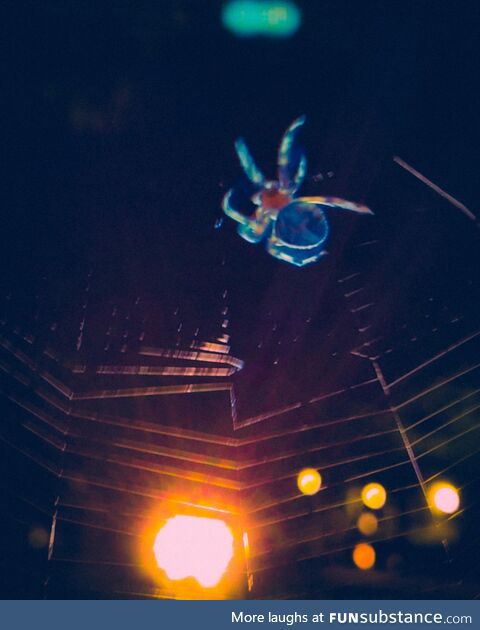 A rather large spider in the public park…lit by distant headlights…