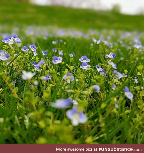 [OC] A field of tiny flowers