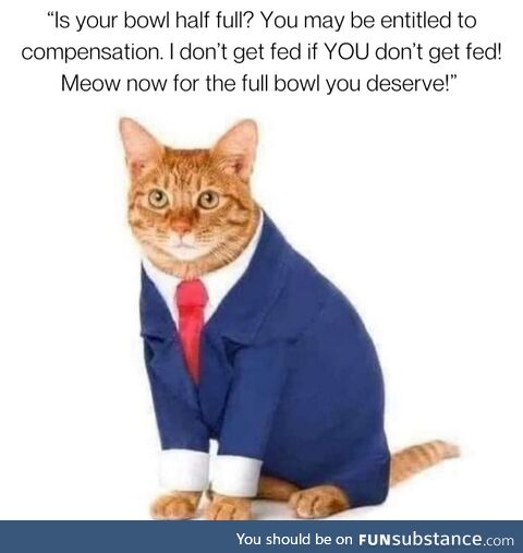 Professional kitteh