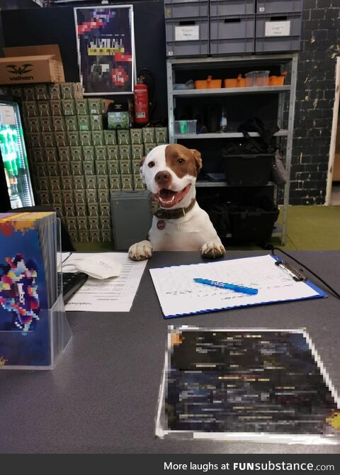 Hello! How may I whelp you?