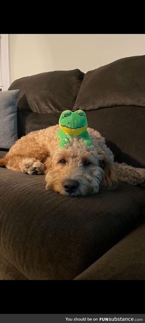 Dog-frog