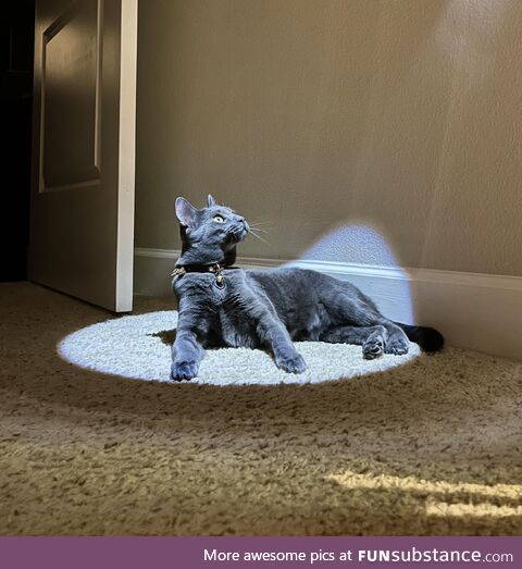 My dramatic cat found a spotlight