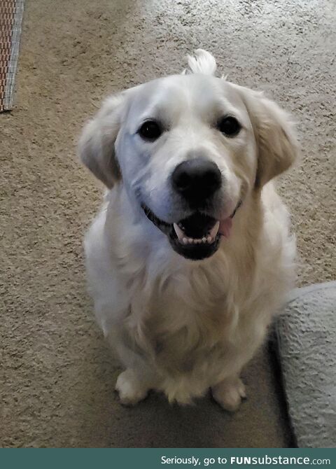 I finally got a good pic of my mom's dog, and I'm kinda proud of how well it turned out