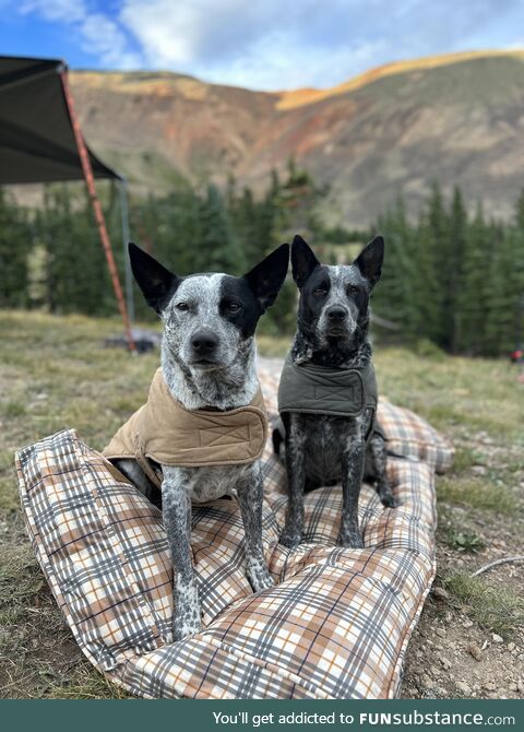 Y’all seem to like my Goth House, here’s the matching pooches