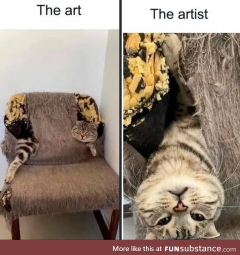 Professional kitteh