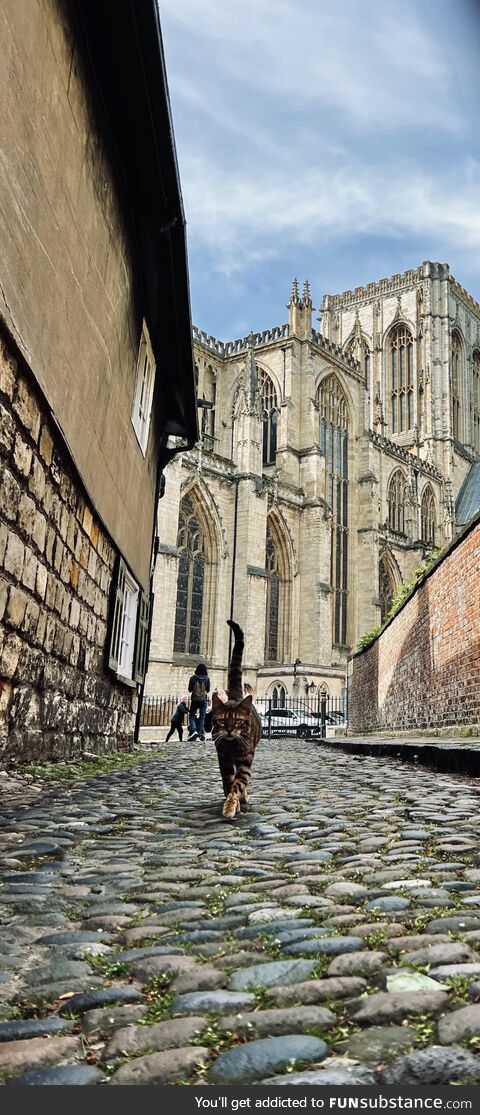 [OC] The Cat of York Minster