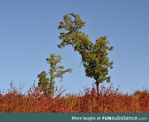 A prairie archway in Minnesota