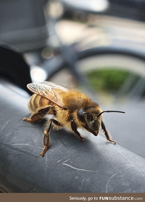 I took this picture of a bee today. Thought it looked pretty good!