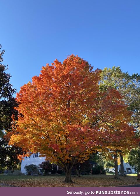 I pass this tree every day when I walk my dogs. This time of year always blows me away