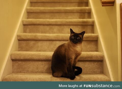 My brother's cat Kaia on the stairs