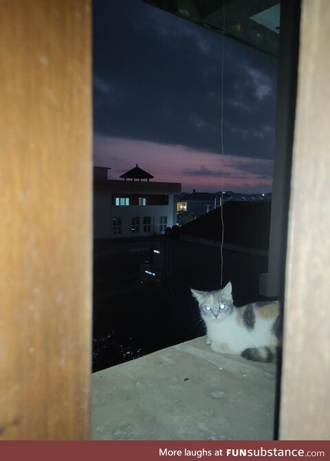 My cat woke me up, this is 5 am in the morning