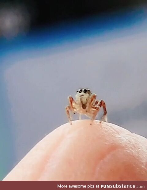 I had a hitchhiker in my car today. I helped them find their way back outside to a nice