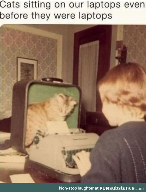 Cat!