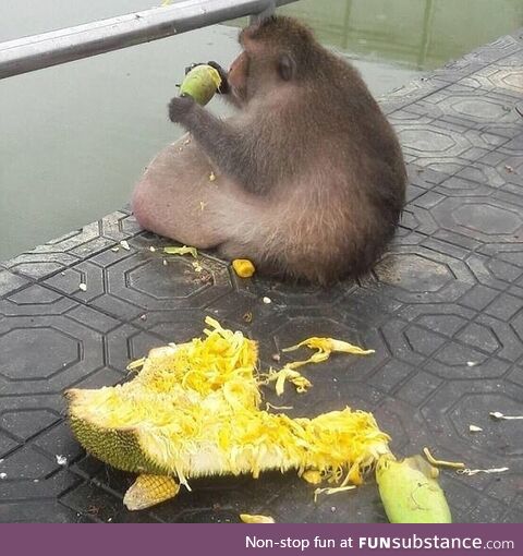 This monkey is my spirit animal!