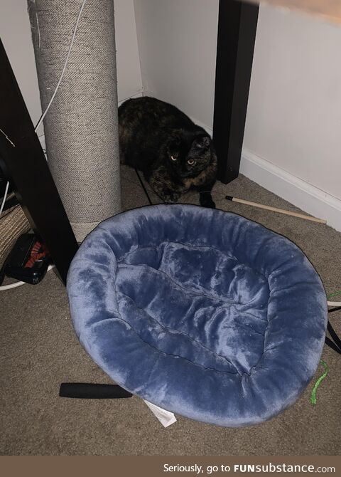 My cat moved her bed out of the corner so she could lay there