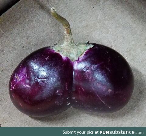 An eggplant I bought today
