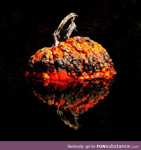 Photo I took of a rancid pumpkin floating in a canal. Gross but it’s maybe my favorite