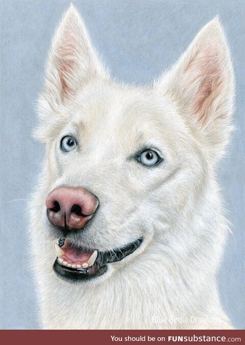 (OC) I drew a dog portrait with colored pencils on paper. Took over 40 hours