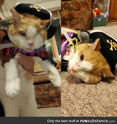 Avast, me kitties…