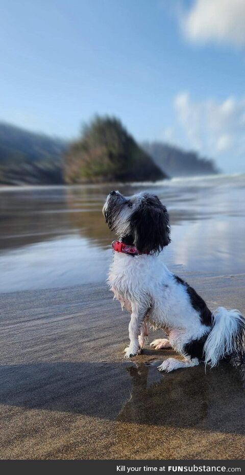 My dad got the BEST picture of my dog on the beach