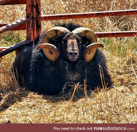 [OC] Sir Winston my Icelandic Ram enjoying the cool breeze today