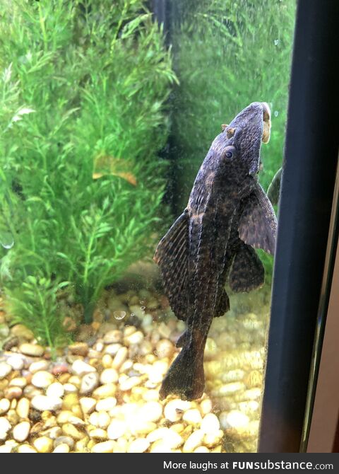 [OC] My plecostomus fish