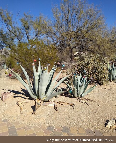 Happy Holidays from the Desert Southwest!