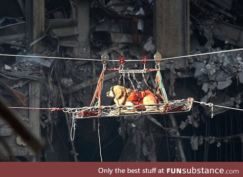 9/11 search and rescue dog Riley, being transported by Ropeway high above the worksite
