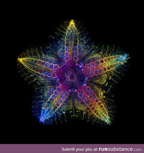 Nervous System of a Sea Star (Patiria Miniata)