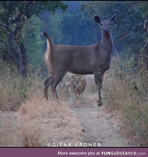 Lioness lurking behind a deer while her cubs watch