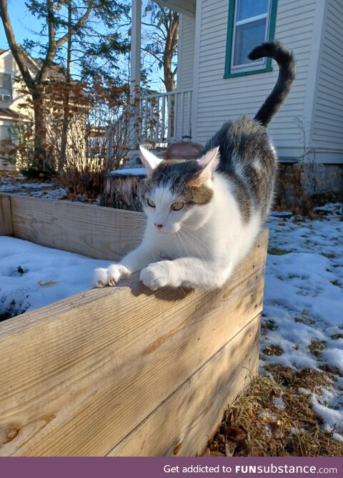 My cat Oliver