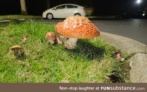 Ridiculously photogenic mushroom outside our parking lot