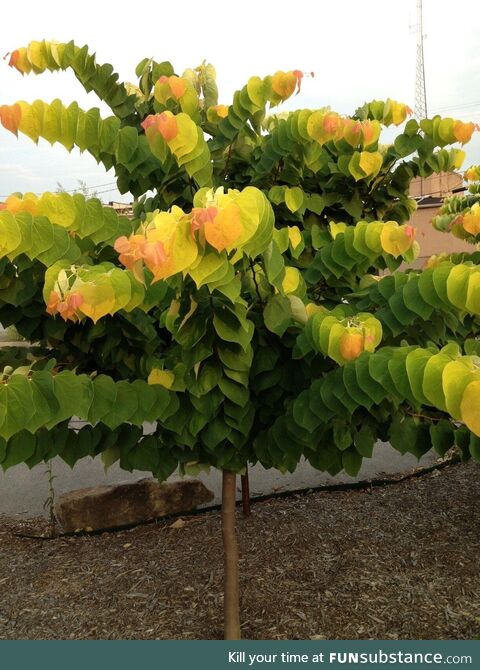 Rising sun redbud tree