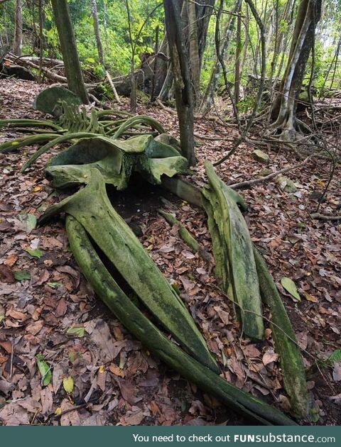 A whale skeleton in the middle of a rainforest in Osa Peninsula, Costa Rica